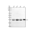 Anti-ARPIN Antibody Picoband®
