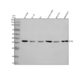 Anti-ETV2 Antibody Picoband®