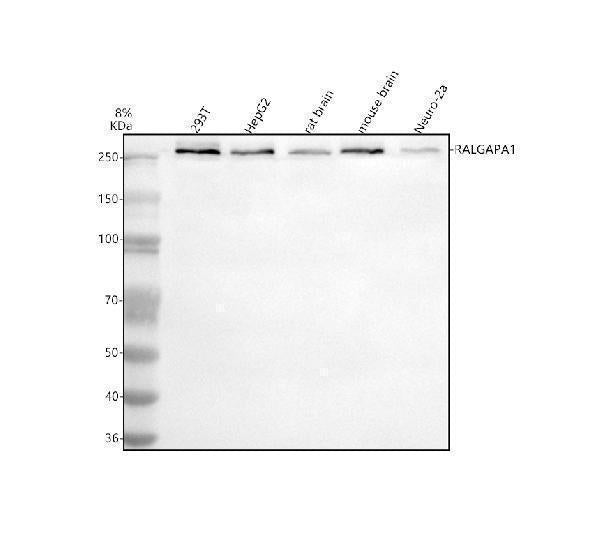 Anti-GARNL1/RALGAPA1 Antibody Picoband®