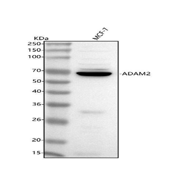 Anti-ADAM2 Antibody Picoband®