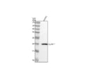 Anti-CLDN11 Antibody Picoband®