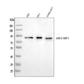 Anti-ABP1/AOC1 Antibody Picoband®