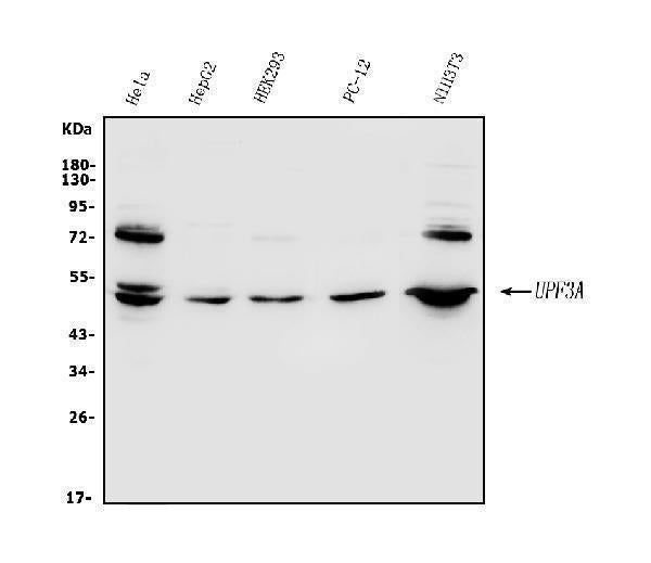 Anti-UPF3A Antibody Picoband®