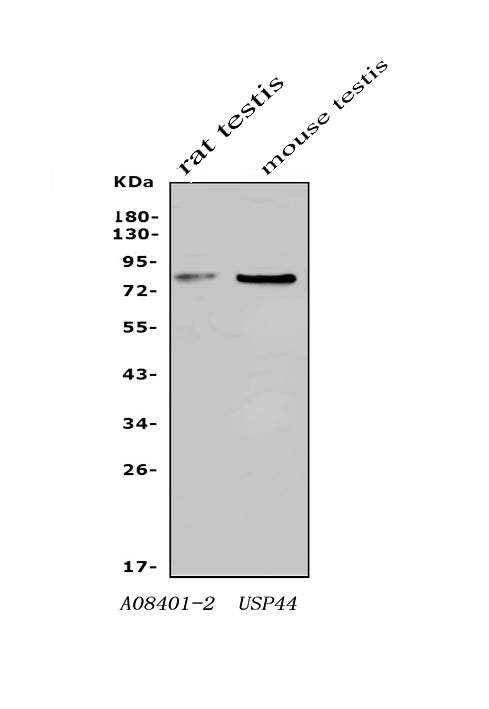 Anti-USP44 Antibody Picoband®
