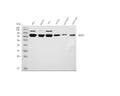 Anti-BRD9 Antibody Picoband®