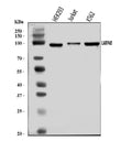 Anti-LARP4B Antibody Picoband®