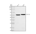 Anti-STK17A Antibody Picoband®
