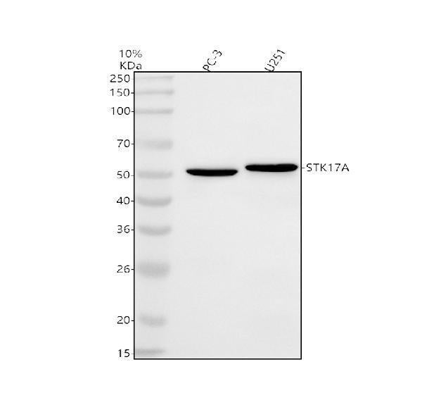 Anti-STK17A Antibody Picoband®