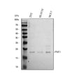 Anti-PMF1 Antibody Picoband®