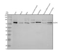 Anti-NHE8/SLC9A8 Antibody Picoband®