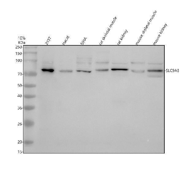 Anti-NHE8/SLC9A8 Antibody Picoband®