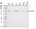 Anti-NPL4/NPLOC4 Antibody Picoband®