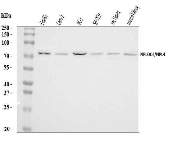 Anti-NPL4/NPLOC4 Antibody Picoband®