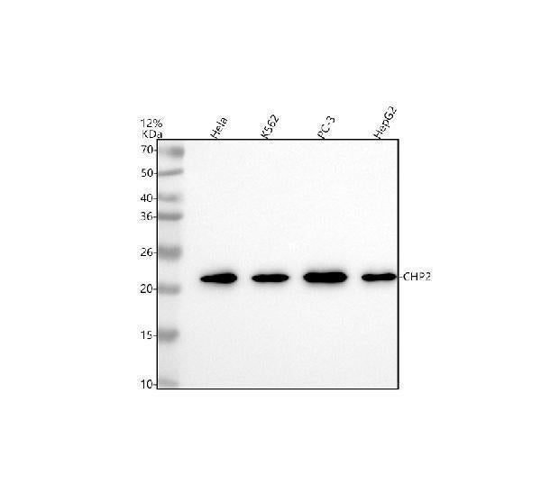 Anti-CHP2 Antibody Picoband®