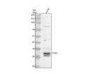 Anti-TGIF2 Antibody Picoband®