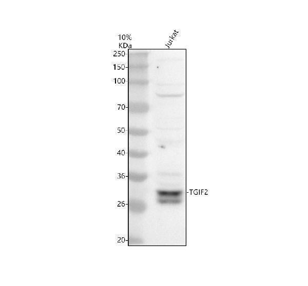 Anti-TGIF2 Antibody Picoband®
