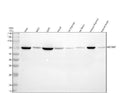 Anti-MCMBP Antibody Picoband®
