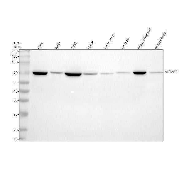 Anti-MCMBP Antibody Picoband®