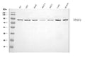 Anti-FFR/VPS51 Antibody Picoband®
