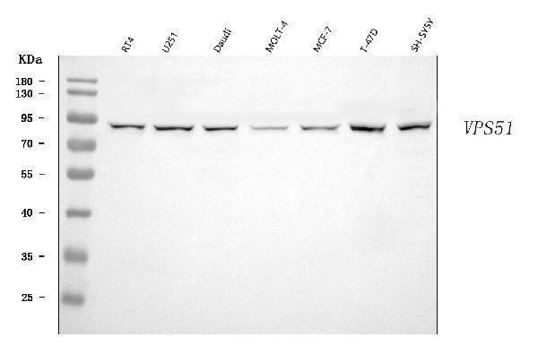 Anti-FFR/VPS51 Antibody Picoband®