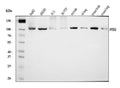 Anti-AP2A2 Antibody Picoband®
