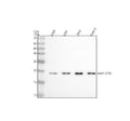 Anti-MAP1LC3C Antibody Picoband®