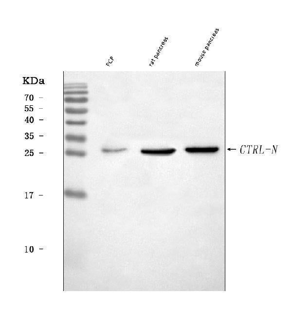 Anti-CTRL Antibody Picoband®