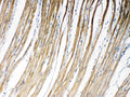 Anti-Connexin 45/GJA7/GJC1 Antibody Picoband®