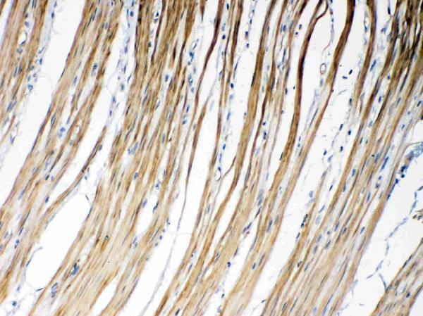 Anti-Connexin 45/GJA7/GJC1 Antibody Picoband®