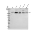 Anti-TGM5 Antibody Picoband®