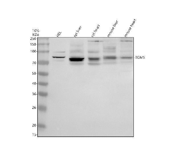 Anti-TGM5 Antibody Picoband®