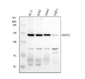 Anti-NDST2 Antibody Picoband®