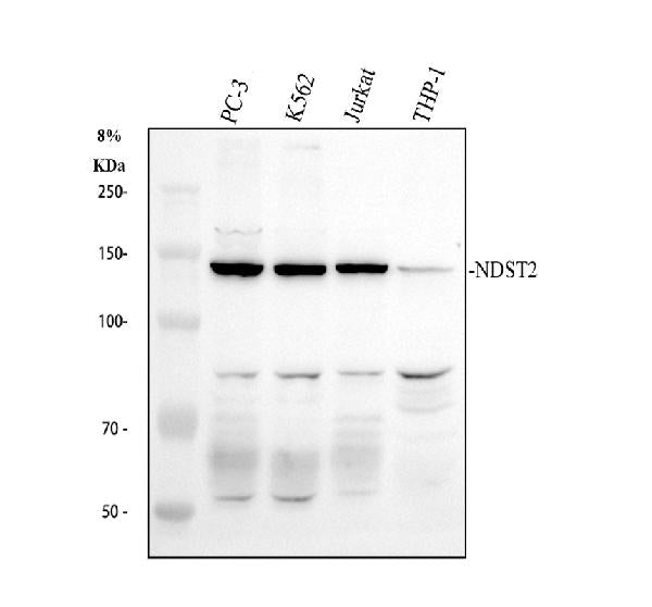 Anti-NDST2 Antibody Picoband®
