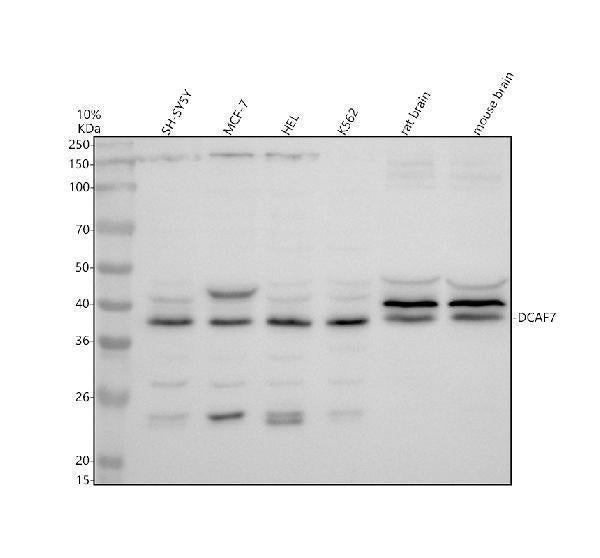 Anti-DCAF7 Antibody Picoband®