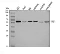 Anti-YARS1 Antibody Picoband®