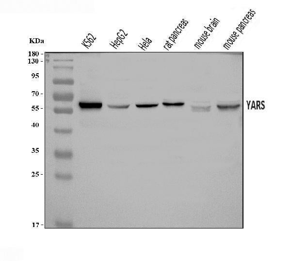 Anti-YARS1 Antibody Picoband®