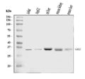 Anti-GAS2 Antibody Picoband®