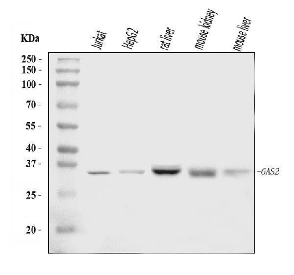 Anti-GAS2 Antibody Picoband®