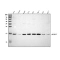 Anti-C19orf10/MYDGF Antibody Picoband®