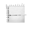 Anti-NUP35 Antibody Picoband®