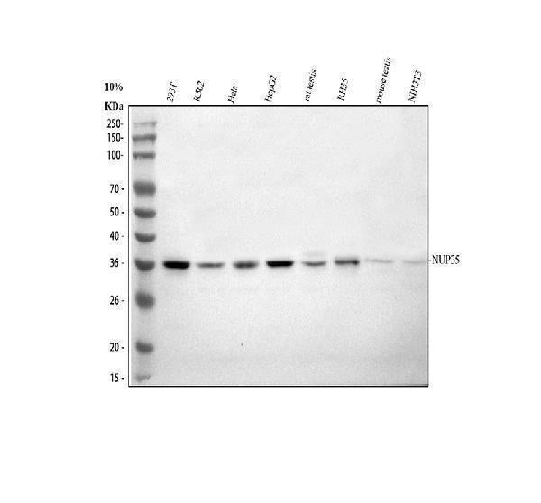 Anti-NUP35 Antibody Picoband®