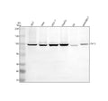 Anti-TAF5 Antibody Picoband®
