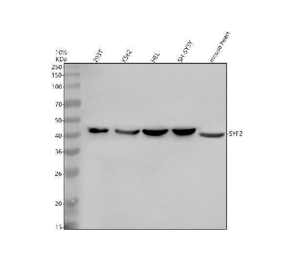 Anti-SYF2 Antibody Picoband®