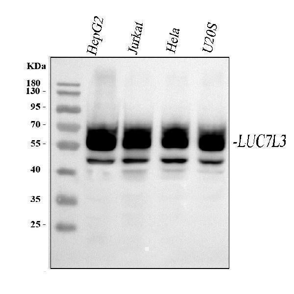 Anti-CROP/LUC7L3 Antibody Picoband®
