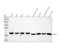 Anti-NDUFB11 Antibody Picoband®