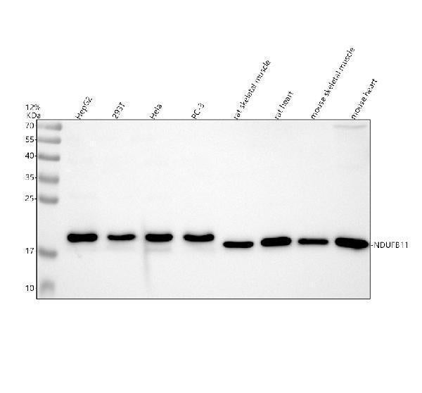 Anti-NDUFB11 Antibody Picoband®