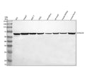Anti-D2HGDH Antibody Picoband®