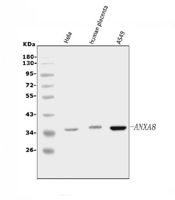 Anti-Annexin VIII/ANXA8 Antibody Picoband®