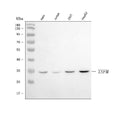 Anti-EF-Ts/TSFM Antibody Picoband®