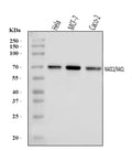Anti-Nac1/NACC1 Antibody Picoband®